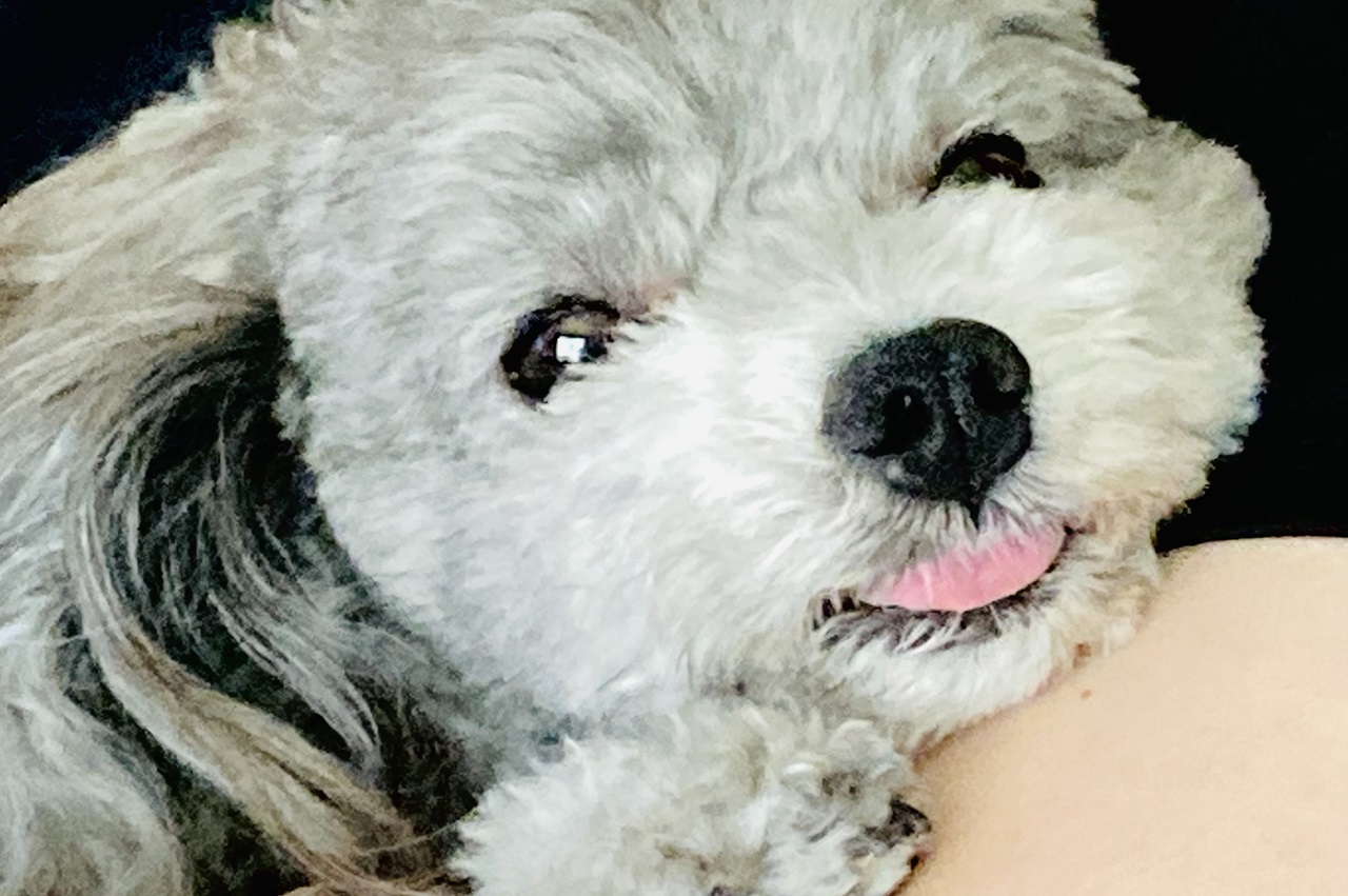 メニュー
