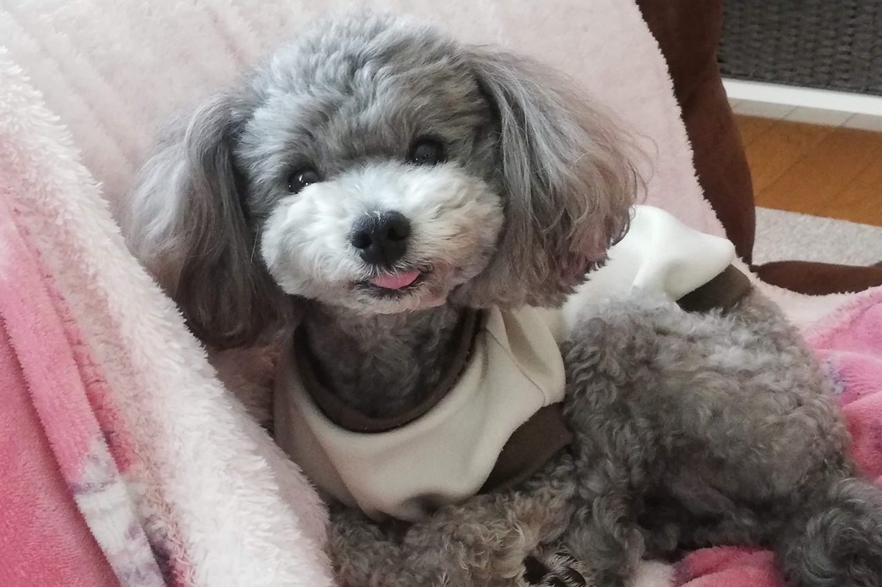 メニュー